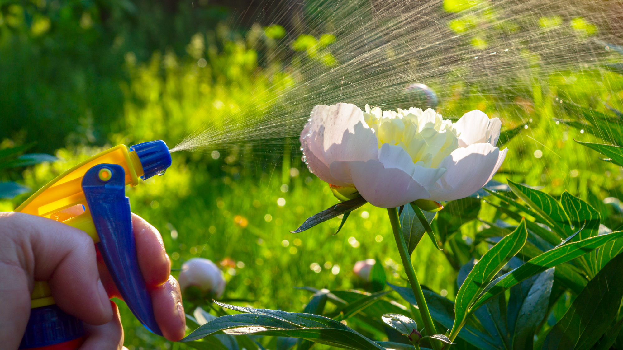 hand spraying peony with bottle