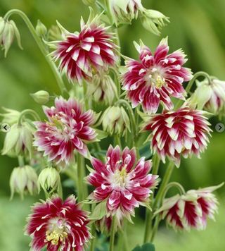 red and white aquilegia