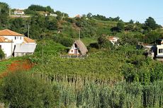 Jefford, Madeira vineyard