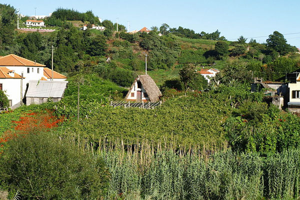 Jefford, Madeira vineyard