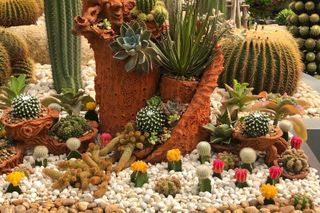 cactus garden ideas with gravel