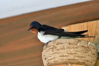 swallow in nest