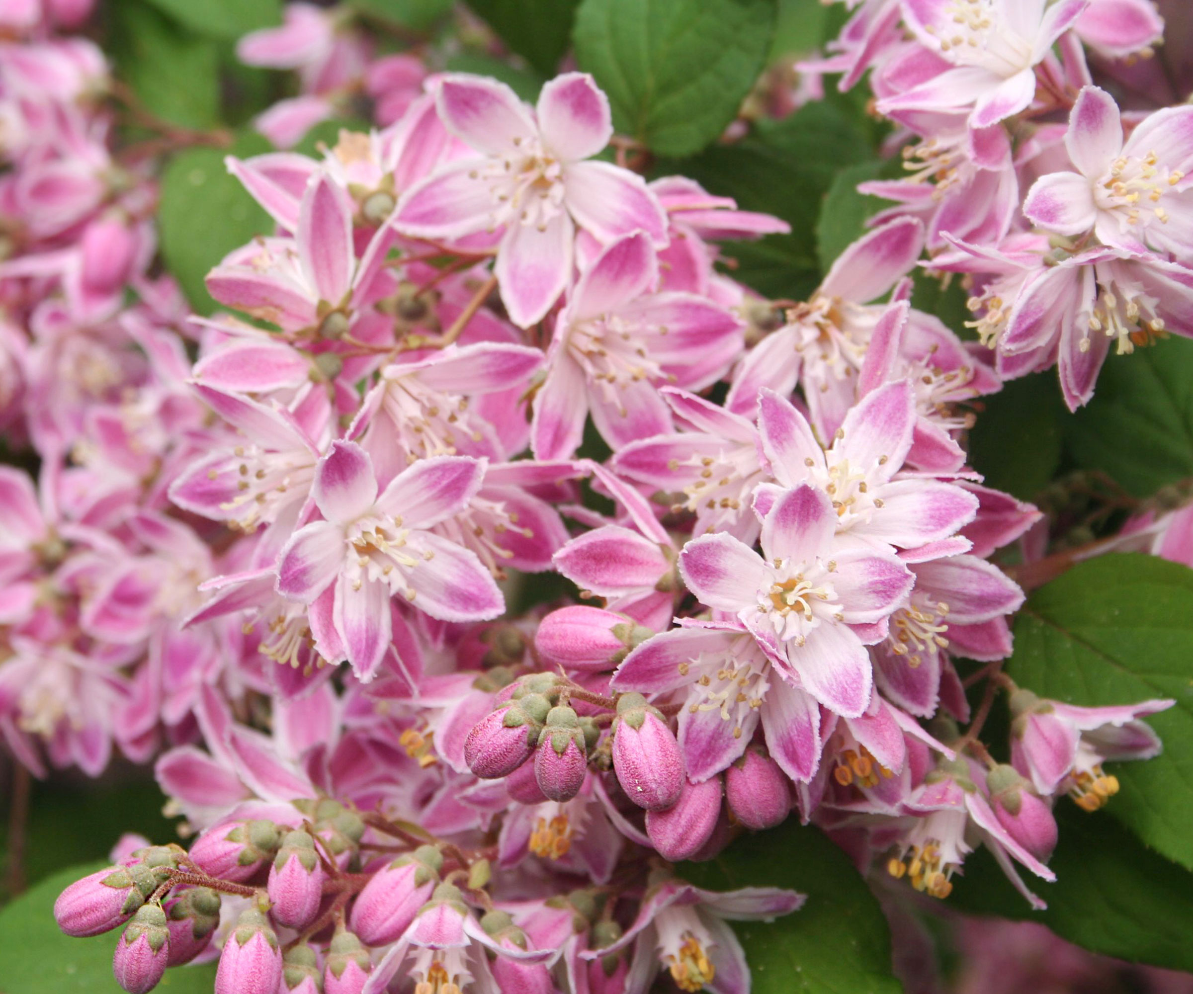 deutzia shrub with pinky white flower heads
