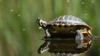 Pet turtle