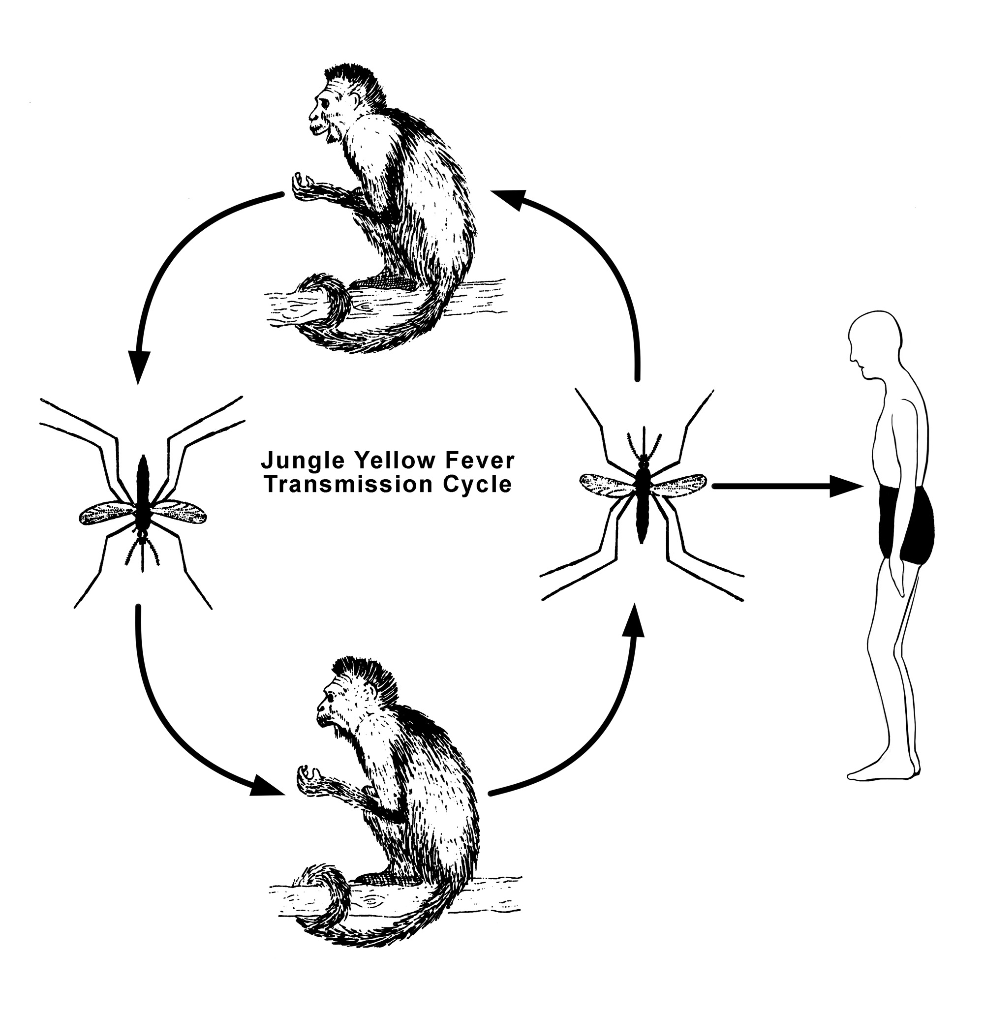 A diagram showing how yellow fever passed from mosquitos to monkeys to man