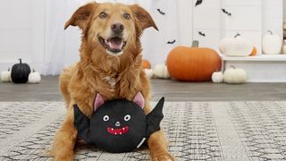 bat plush toy for dogs