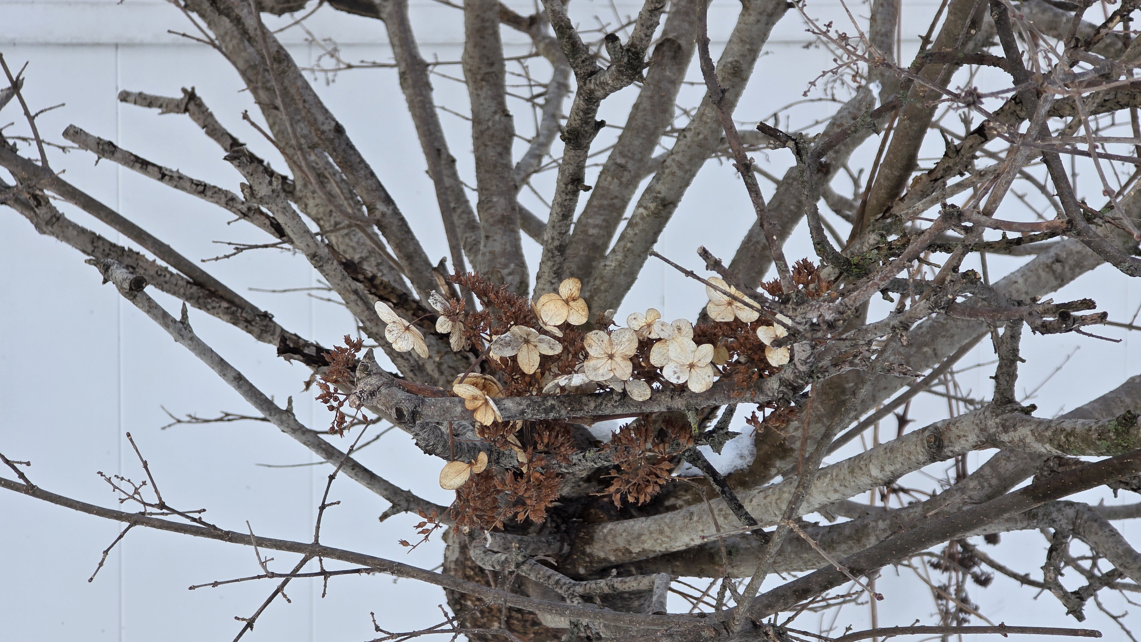 Samsung Galaxy S25 Ultra camera samples