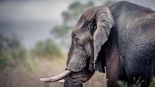 An elephant in Meru national park, Kenya