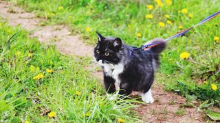 Black cat outside on grass on a lead