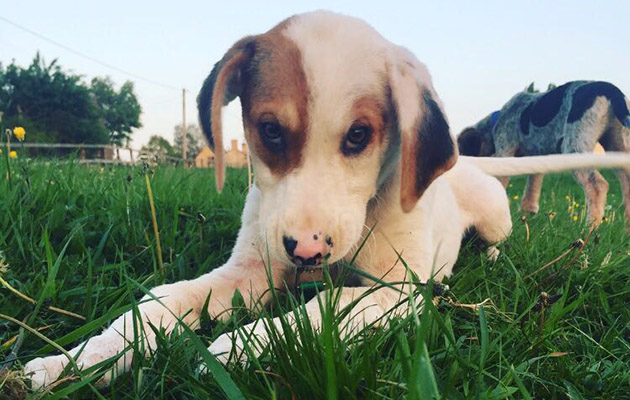 9 Heythrop puppy 3