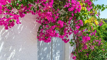 pink flowering bougainvillea growing over a doorway