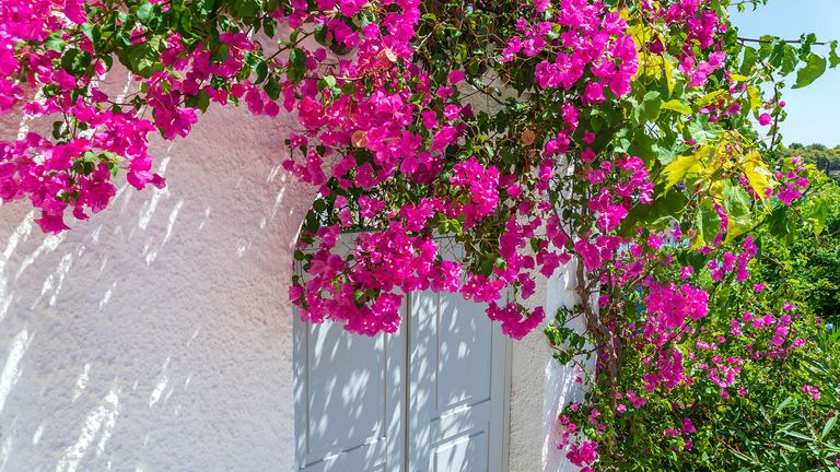 Bougainvillea care and growing guide | Homes & Gardens