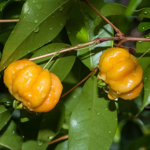 Star Cherry Tree