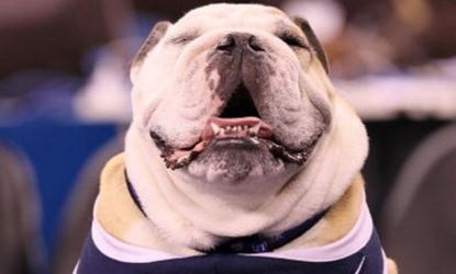 Blue II, Butler University's mascot.