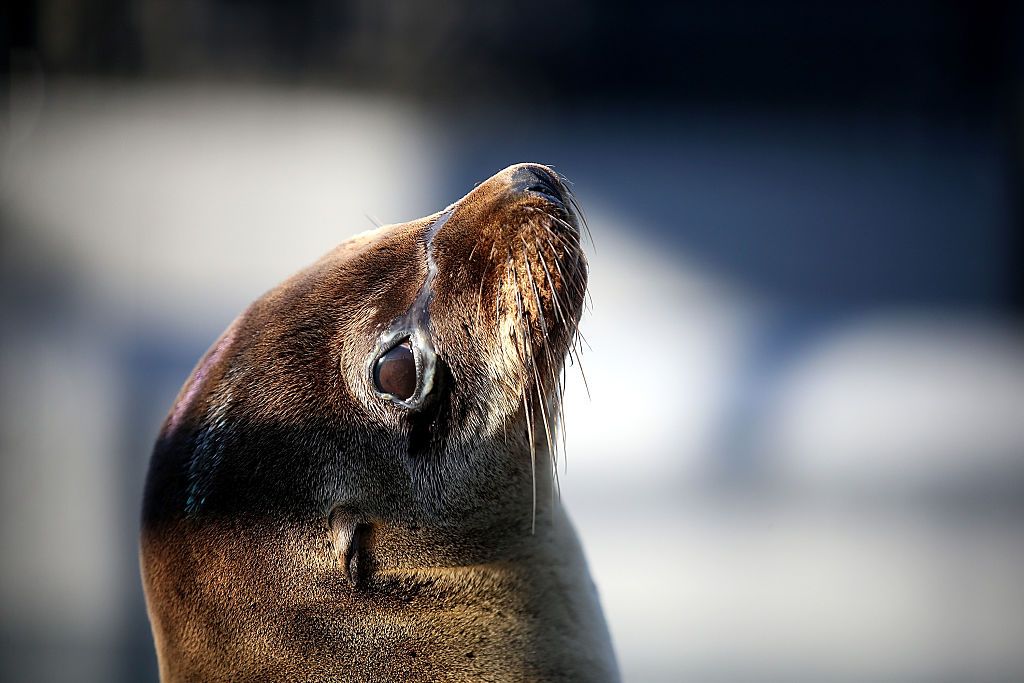 A sea lion.