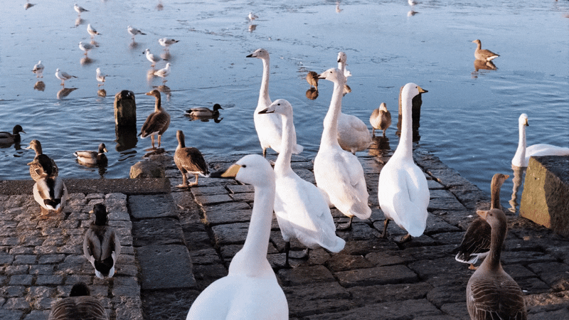 Motion gif of lots of swans, geese and other birds at the edge of a pond