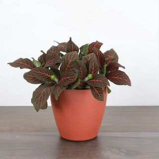 Red fittonia from Walmart