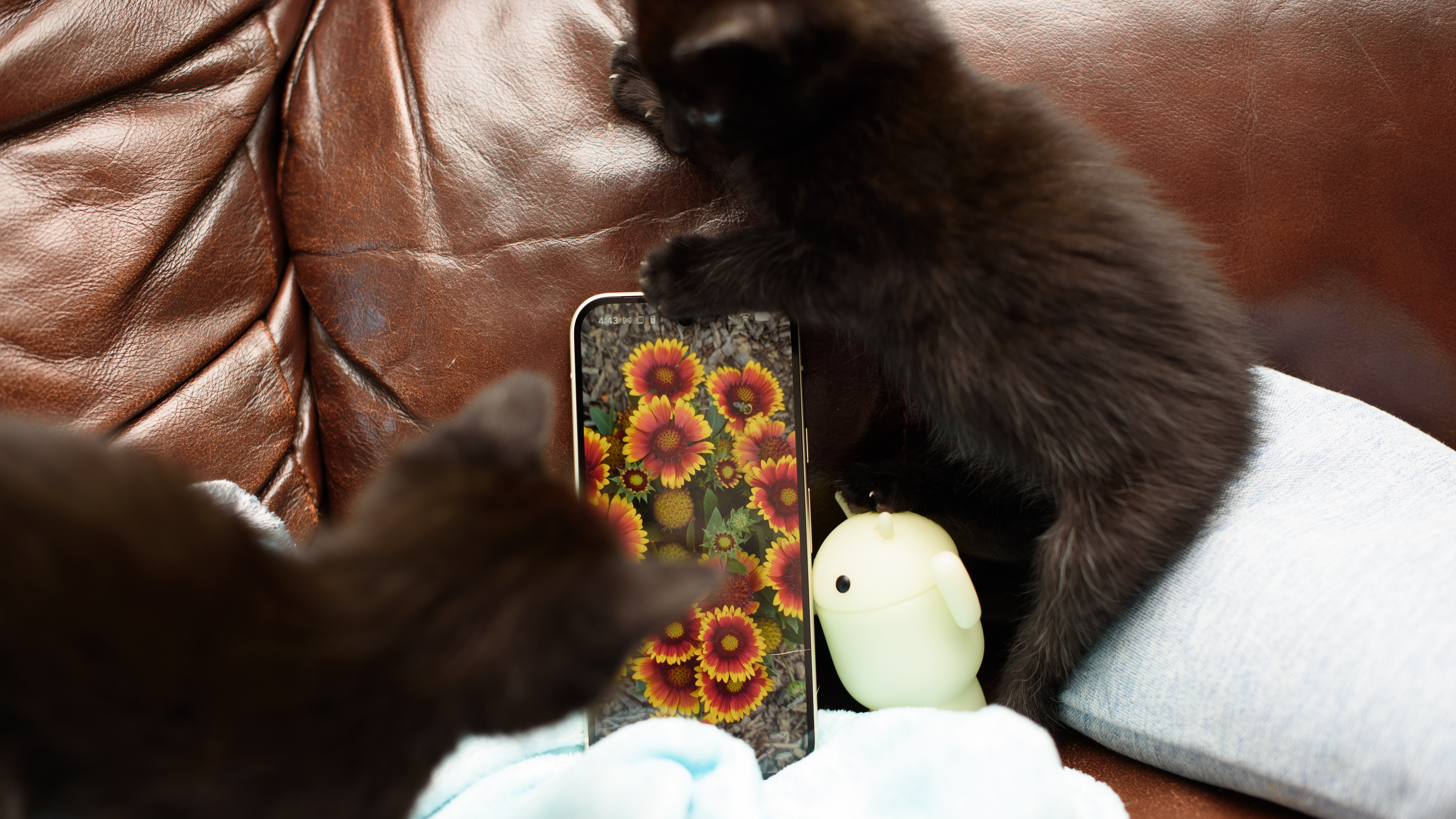 Two small 6 week old black kittens planning on and around a jade green Google Pixel 10 Pro phone, tapping the screen and clawing at the apps with their tiny murder claws