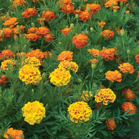 Burpee Burpee's Best Mixed Colors Marigold Flower Seed, 1-Pack