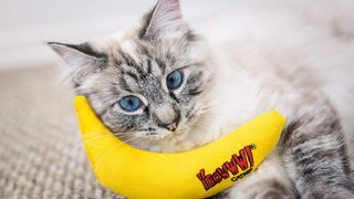 Cat playing with one of the best catnip toys