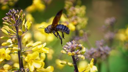 how to get rid of carpenter bees: large carpenter bee with yellow flowers