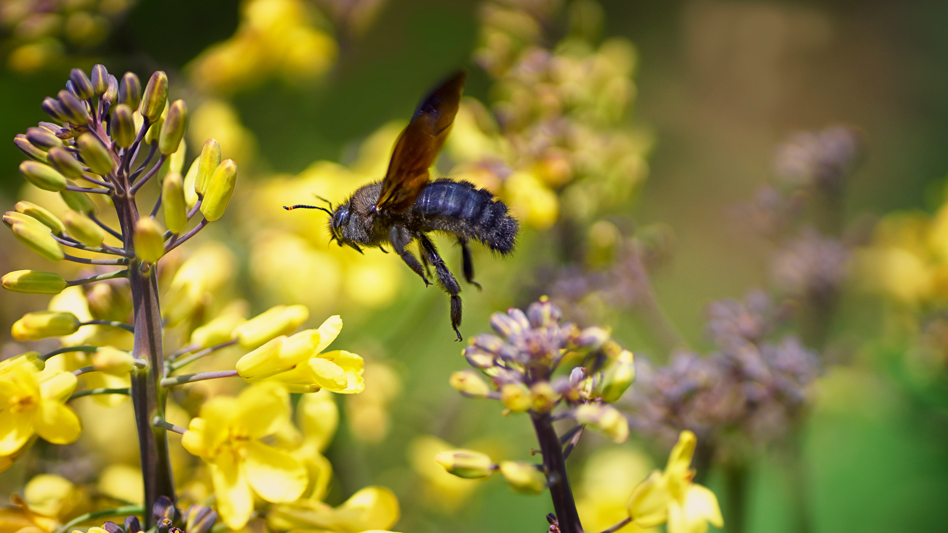 How to get rid of carpenter bees protect wooden