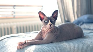 Sphynx