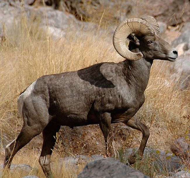 Photos The Power and Beauty of North America's Bighorn Sheep Live