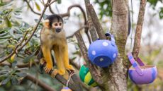 A squirrel monkey at London Zoo