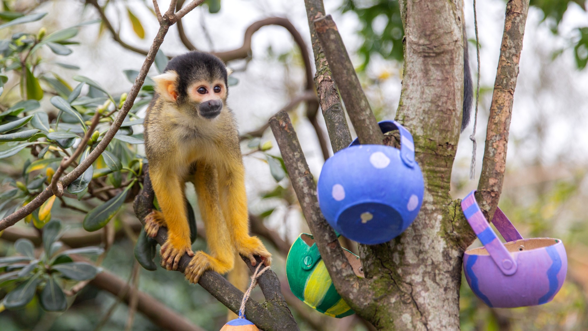 A squirrel monkey at London Zoo