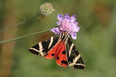 A Jersey Tiger