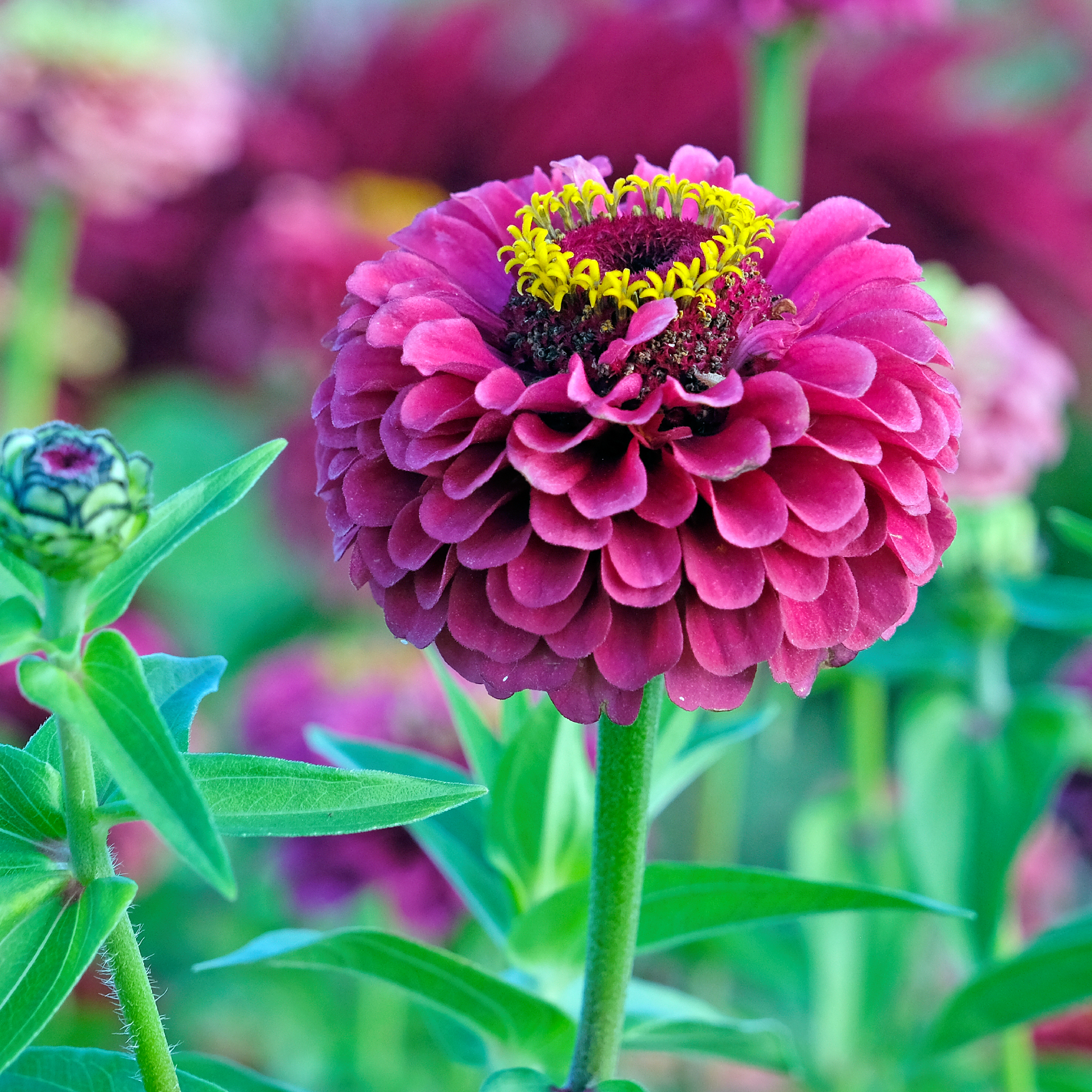 purple zinnia flowers growing in a garden border