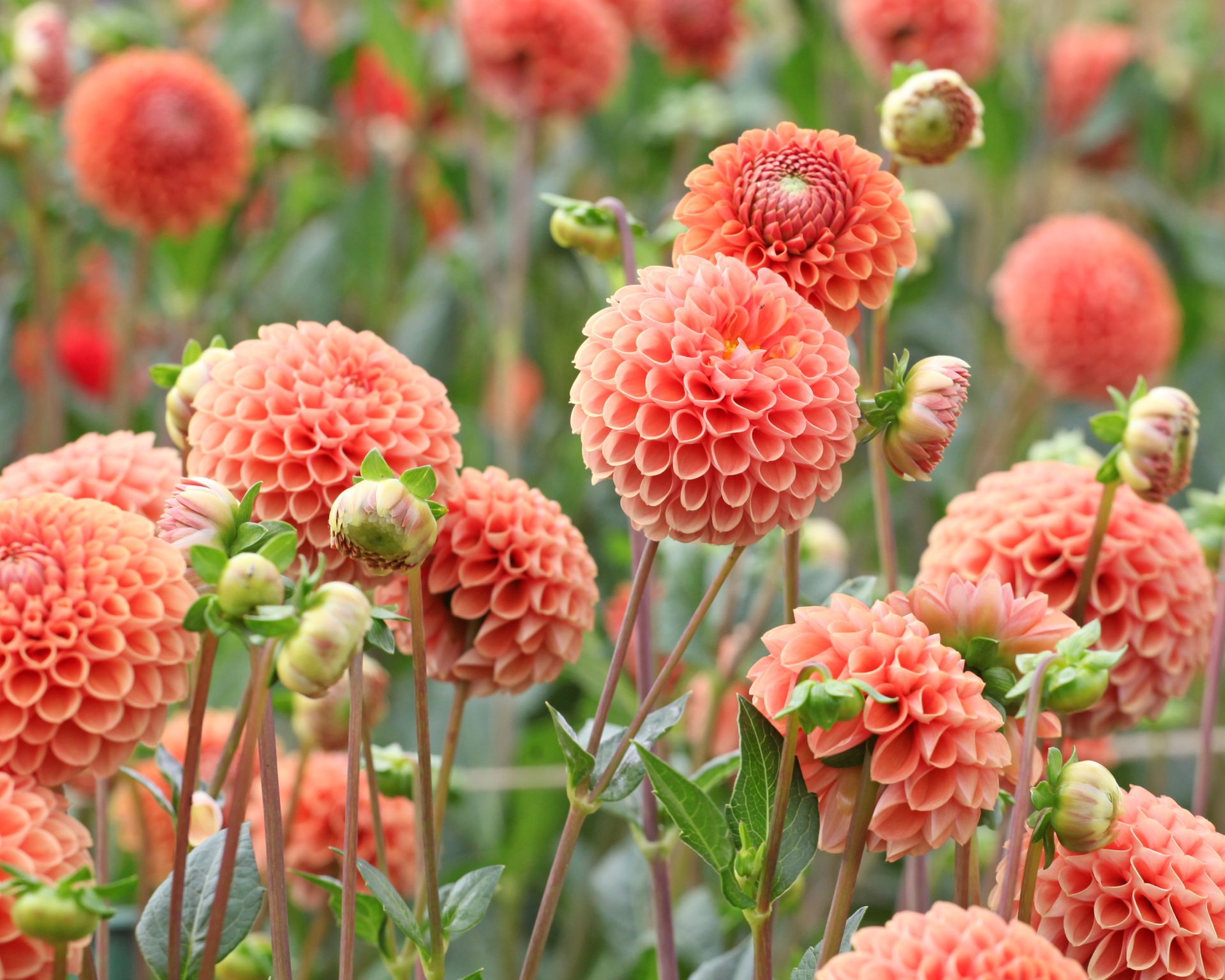 Orange and apricot coloured ball Dahlia 'Cornel Brons' in flower.