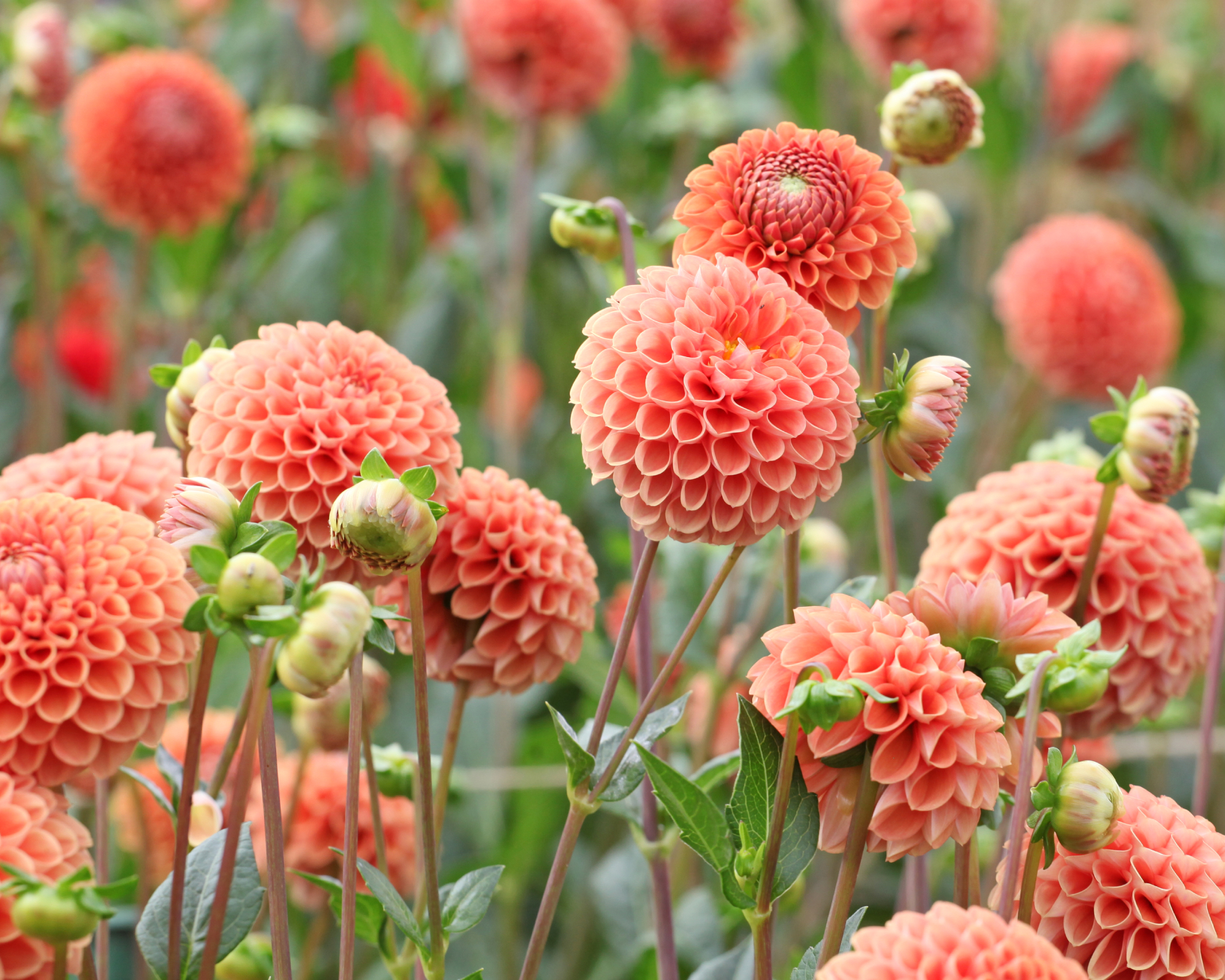 Orange and apricot coloured ball Dahlia 'Cornel Brons' in flower.