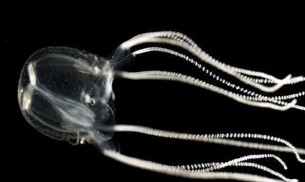 Box Jellyfish Eyes