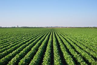 Soybean plants in a field