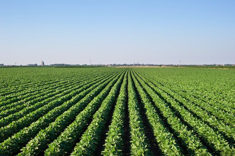 Soybean plants in a field