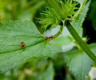 Two small red ants on a green leaf