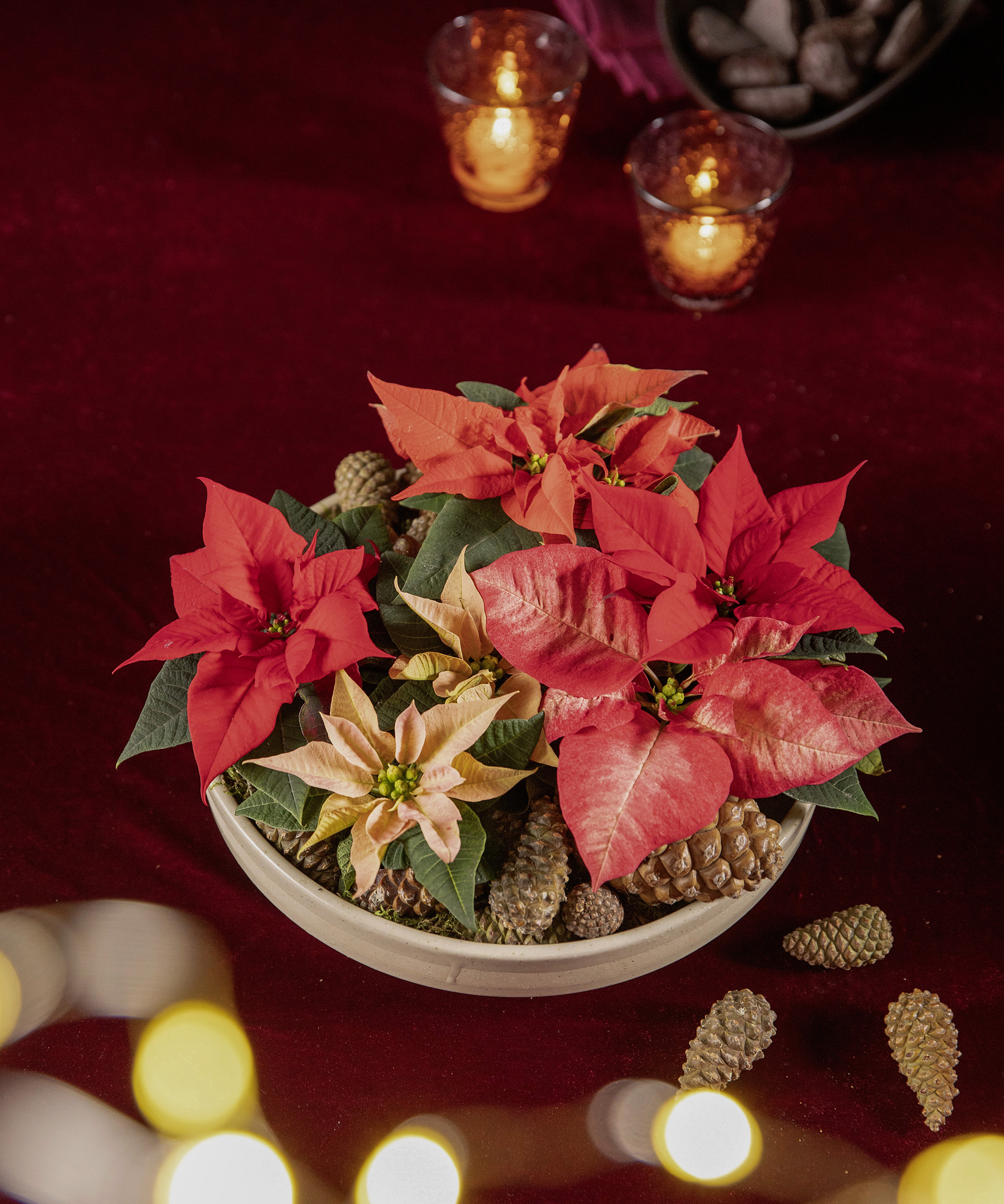 Holiday centerpiece made with poinsettias in bowl with pinecones