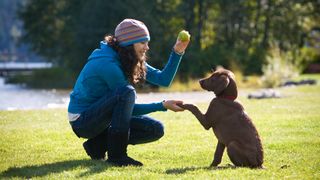 Dog training session