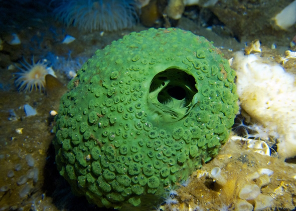 Exotic and colorful underwater life on the Antarctic ocean floor.