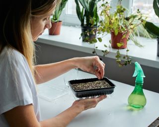 The process of planting seeds for growing microgreens