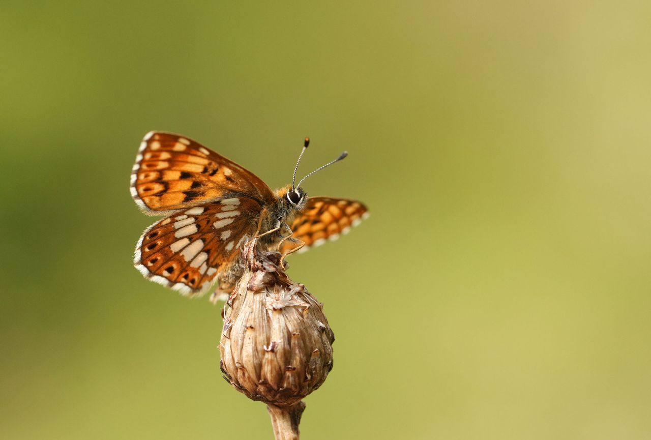 A rare Duke of Burgundy Butterfly, Hamearis lucina, perching on a plant.