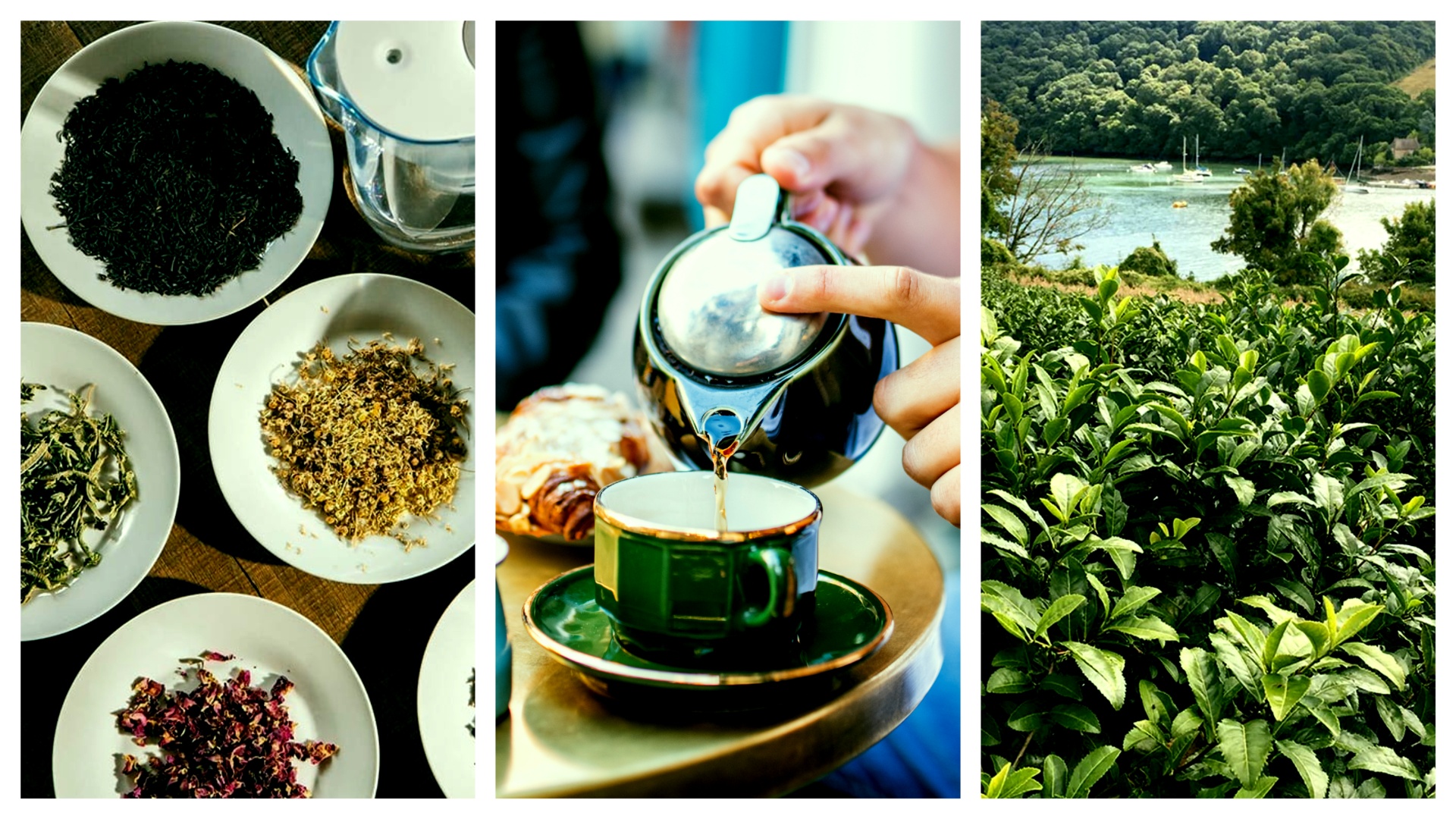 Tea leaves, tea being grown, and tea being poured