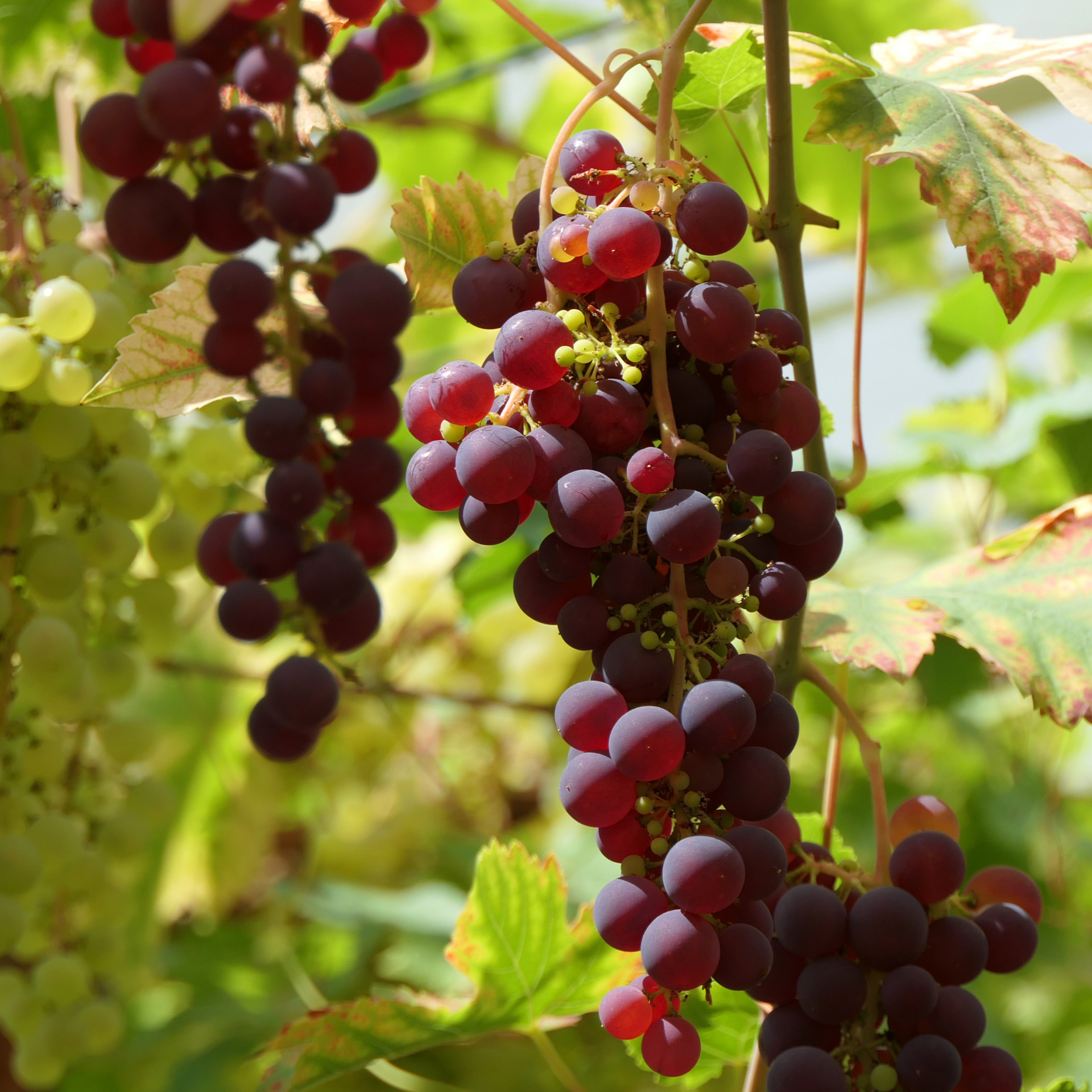 Close up of red grapes on a vine.