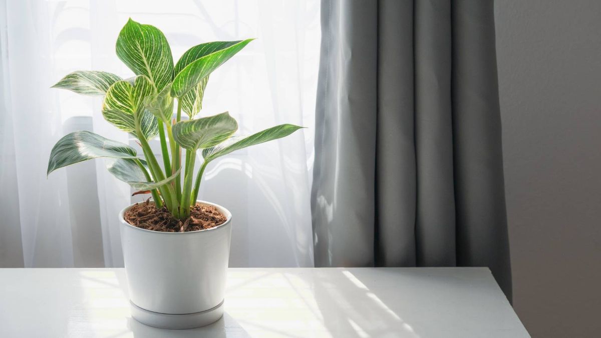 indoor ivy plants for sale English Ivy | Hedera helix main image 1