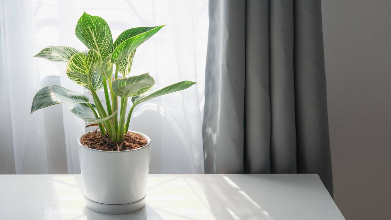 Houseplant in white pot in bright indirect light by window