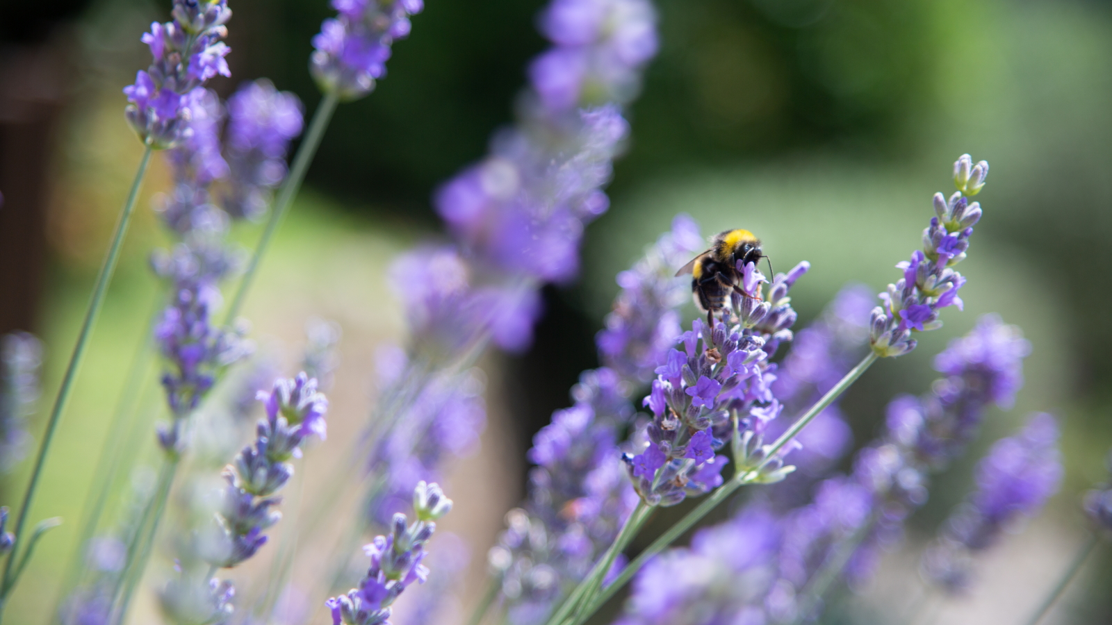 A bee sits on lavender flowers in the sunshine