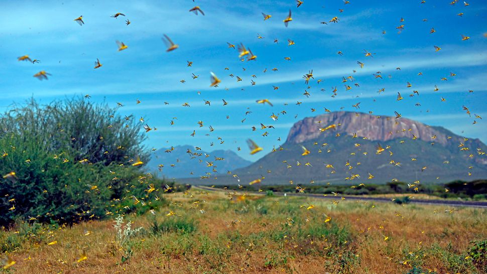 Locust swarms are invading Africa. Here's how NASA satellites can help stop them.