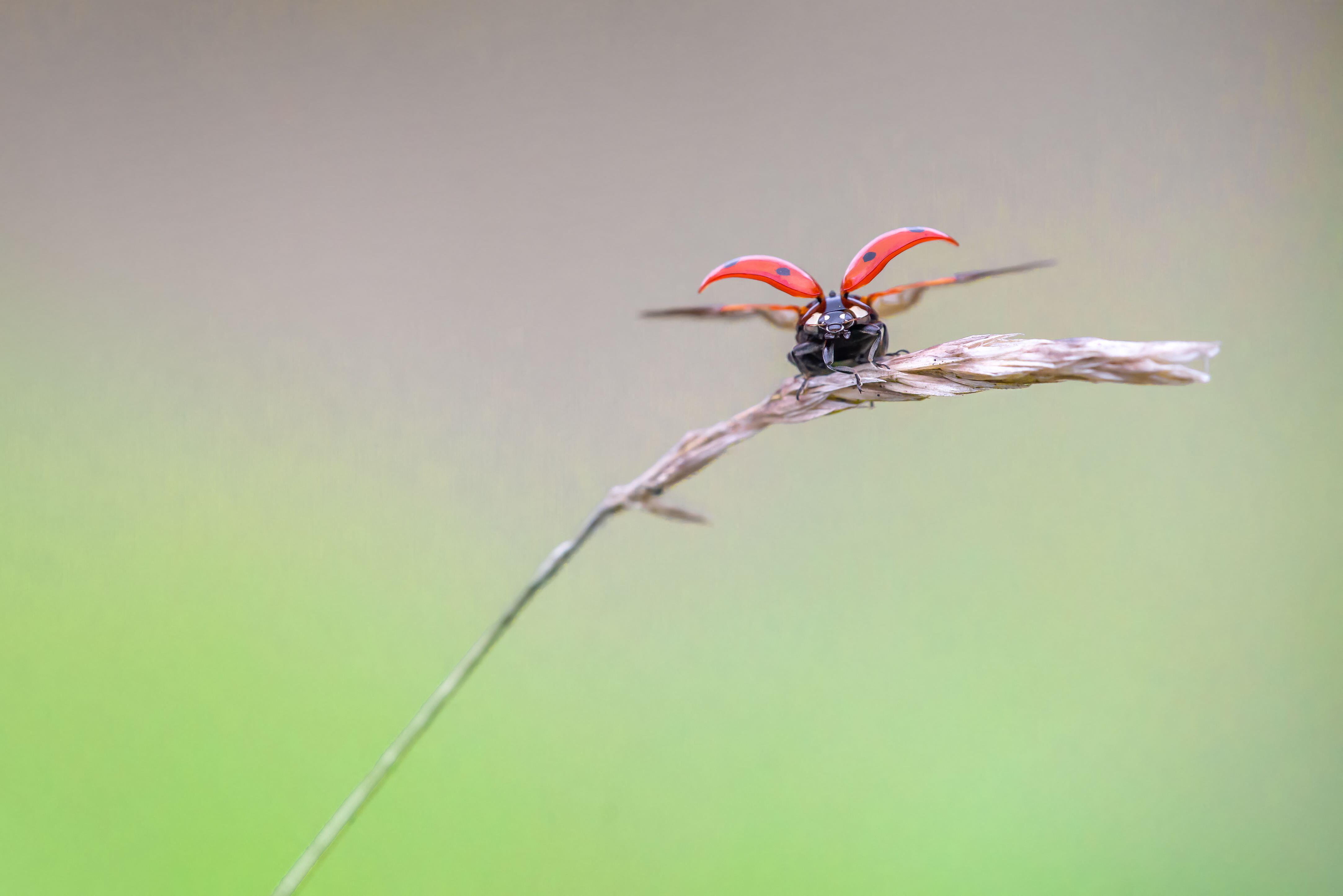 Seven-spot ladybird with wings deployed sitting on a grass stalk and isolated on smooth background meadow